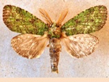 Pycnographa netrioides